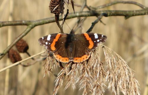 Vanessa atalanta
